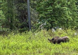 Colorado Offroad Adventure - Moose